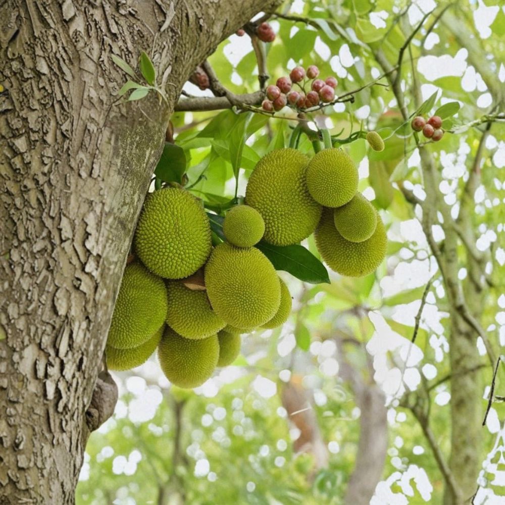 Cempedak Tree – Artocarpus integer Live Seedling | 8–12 Inches Tall | Rooted Organic Champedak Plant | Rare Tropical Fruit Tree Starter