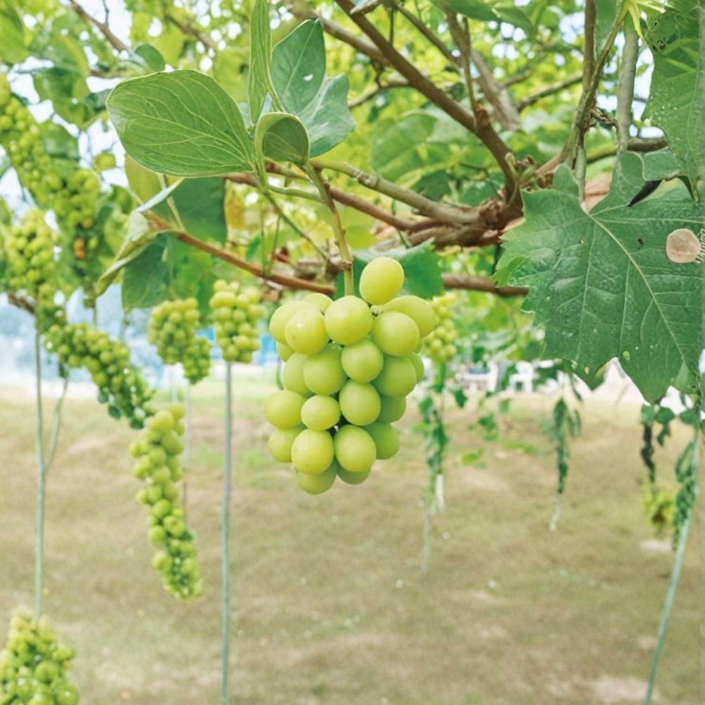 Shine Muscat Grape Vine – Vitis vinifera Live Organic Plant | 1–2 Feet Tall | Rare Sweet Japanese Table Grape | Garden & Trellis Friendly