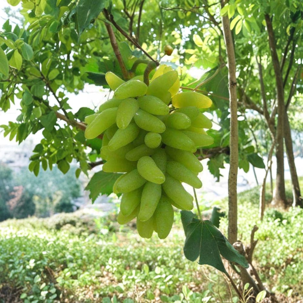 Golden Finger Grape Vine – Vitis vinifera Live Organic Plant | 1–2 Feet Tall | Rare Japanese Seedless Table Grape | Garden & Trellis Friendly