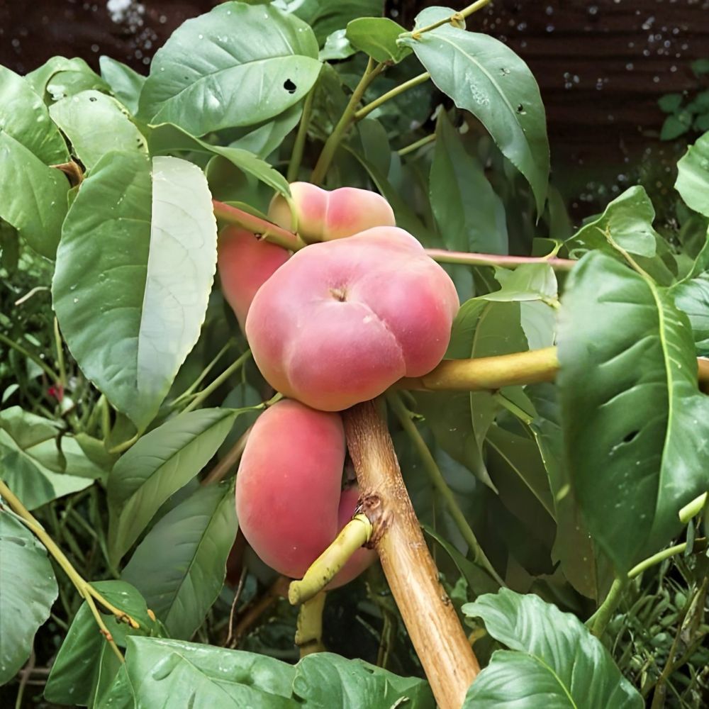 Galaxy Donut Peach Tree – Live Plant 2 Ft Tall | Unique Flat White Peach | Sweet Juicy Fruit | Bare Root | Backyard Orchard Ready