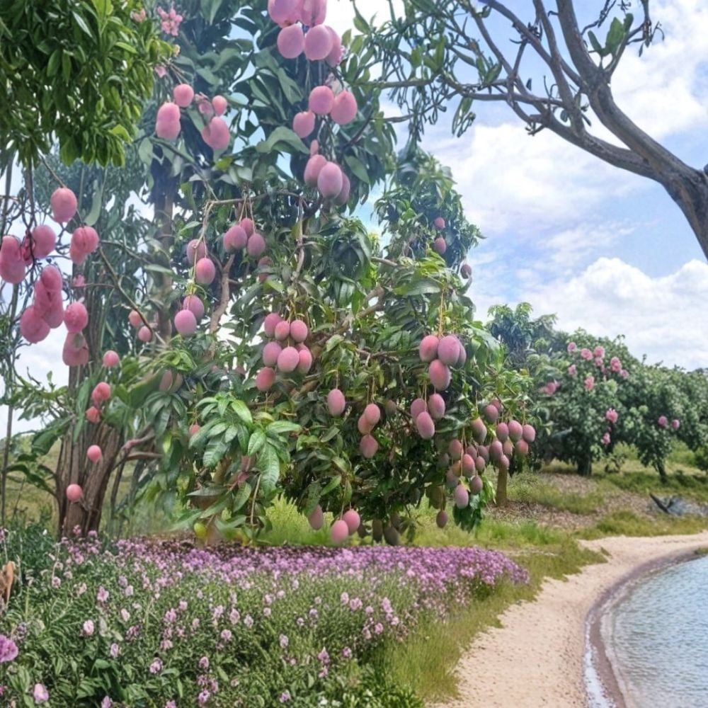 Mango Tree – Mangifera indica Live Seedling | 6–9 Inches Tall | Includes Nursery Pot Tropical Fruit Starter | Patio & Indoor Friendly | Easy to Grow