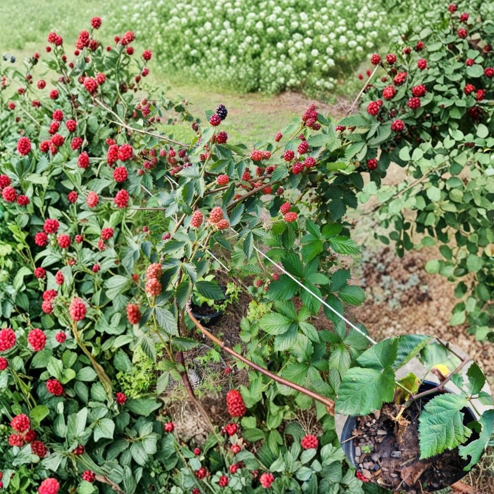 Thornless Blackberry Plant – Rubus Live Berry Bush | 2 Year Old Bare Root Plant | Edible Garden Fruit Plant | Outdoor Climbing Berry | Easy to Grow