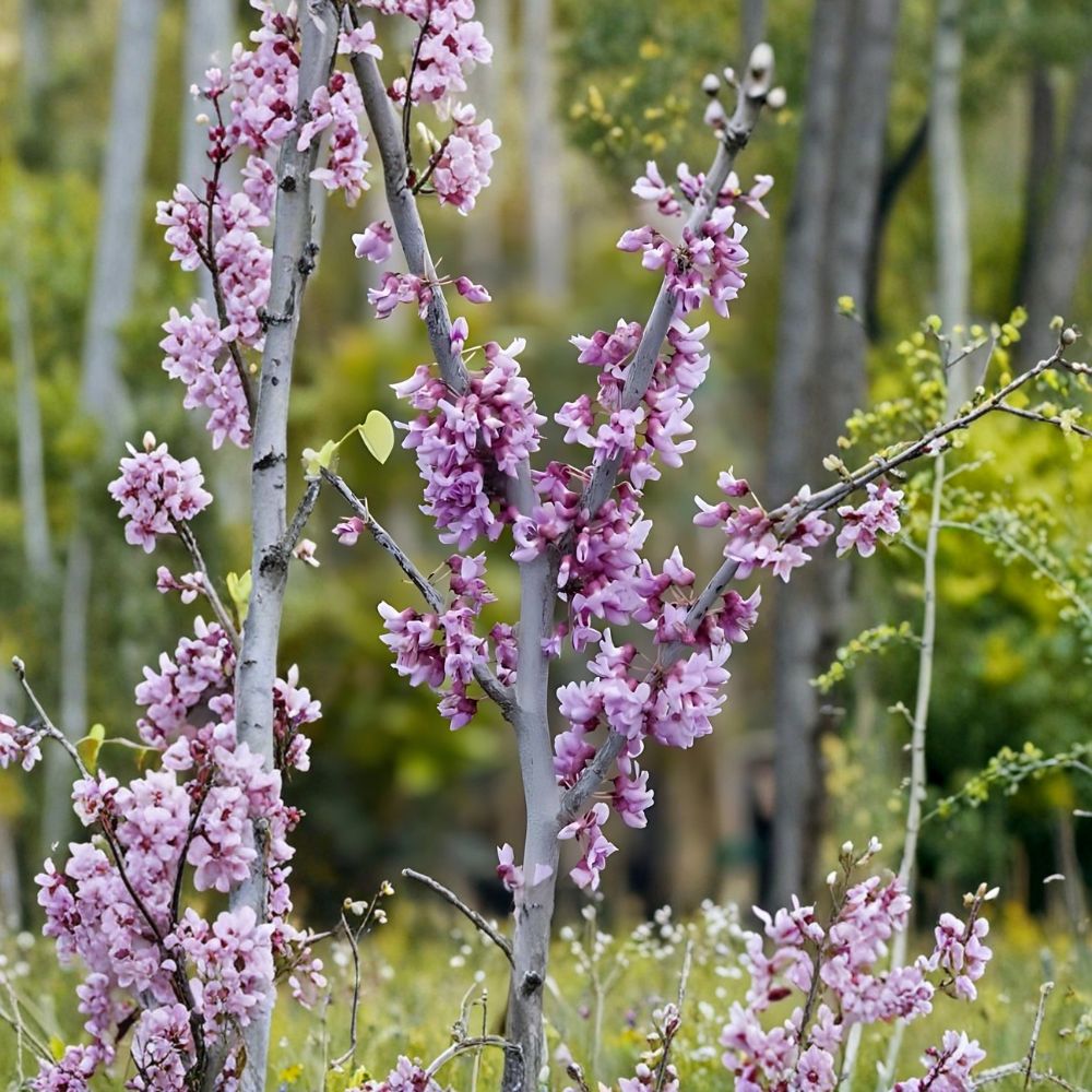 Eastern Redbud Trees – 2 Live Plants 2 Ft Tall | Pink Purple Spring Blooms | Ornamental Flowering Tree | Garden & Landscape Favorite