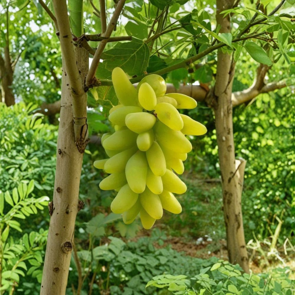 Japanese Golden Finger Seedless Grape Vine – Live Plant 2–3 Ft Tall | Rare Sweet Japanese Table Grape | Organic Fruit Vine | Trellis & Patio Friendly