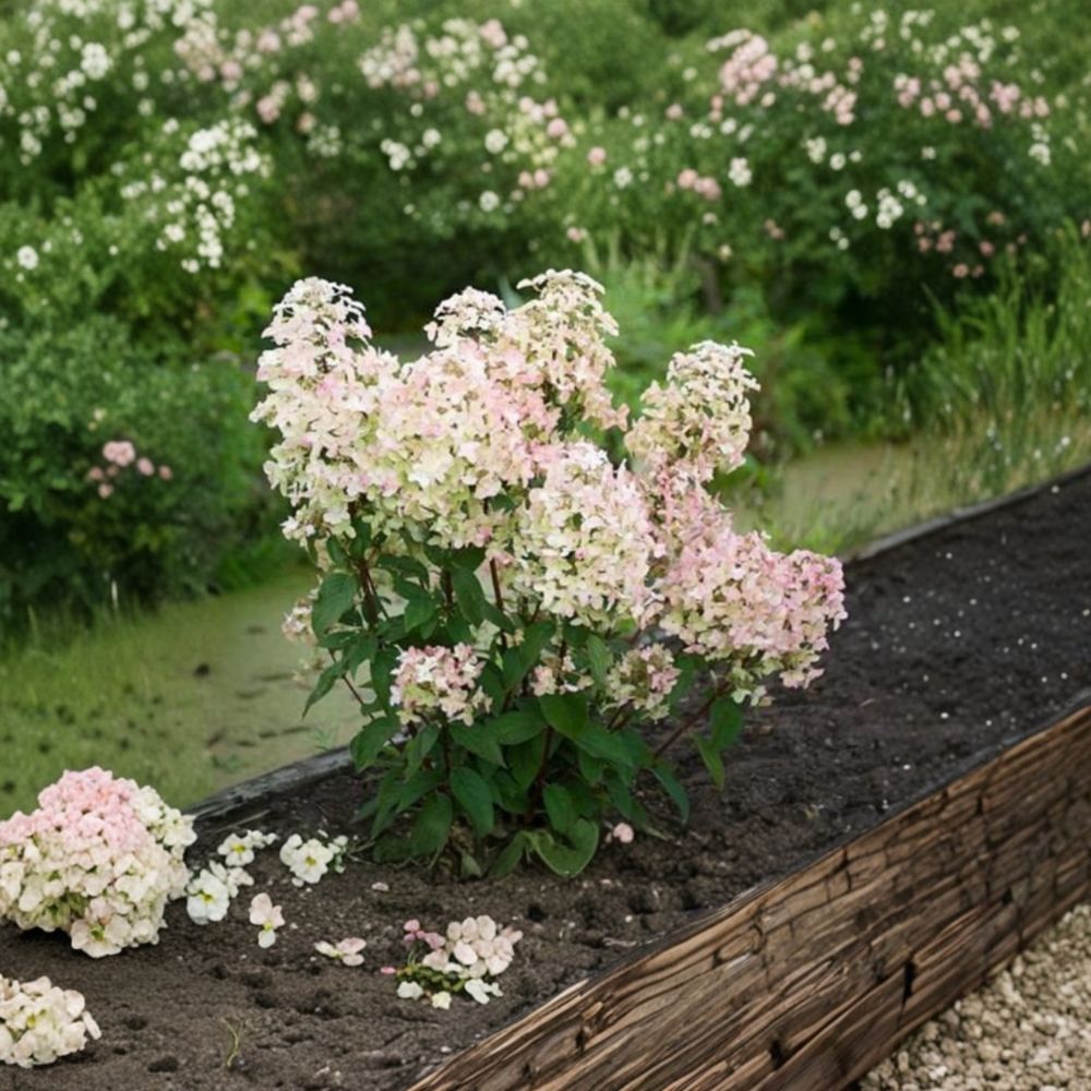 Hydrangea ‘Wim’s Red’ – Live Starter Plant | 6–8 Inches Tall | White to Red Blooms | Color Changing Panicle Hydrangea | Hardy Flowering Shrub