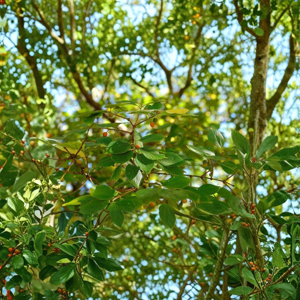 SUPER RARE Chinese Hackberry Com Nguoi – Celtis sinensis Cuttings | 6–8 Inch Fresh Cuttings | Includes 3 Cuttings for Rooting or Grafting | Bonsai & Shade Tree Favorite