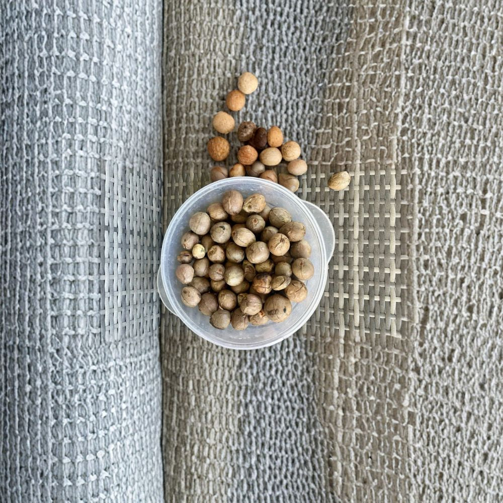 Hass Avocado Seeds – Persea americana 10 Fresh Avocado Seeds | Easy to Germinate Fast Growing • Ready to Plant