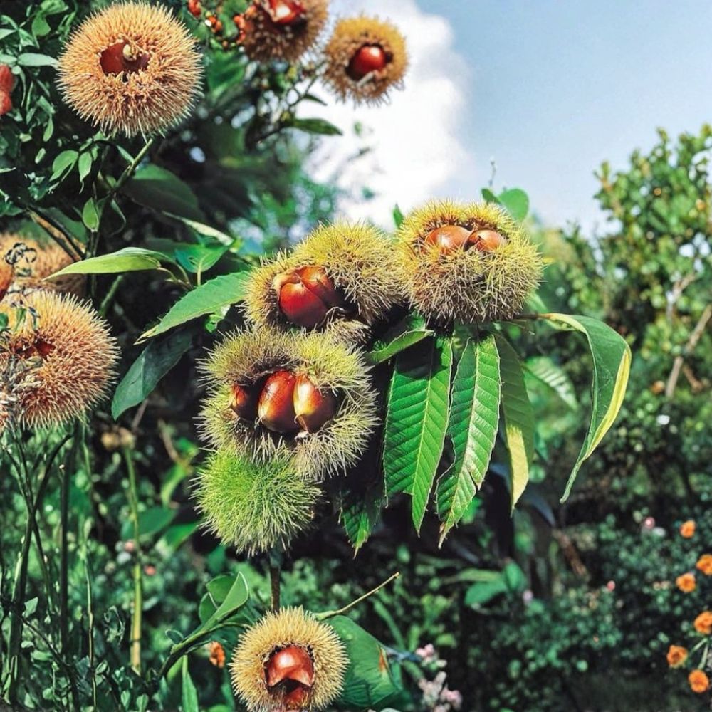 Chinese Chestnut Trees – 2 Live Plants 2 Ft Tall | Sweet Edible Nut Tree | Blight Resistant | Bare Root | Backyard Orchard Ready