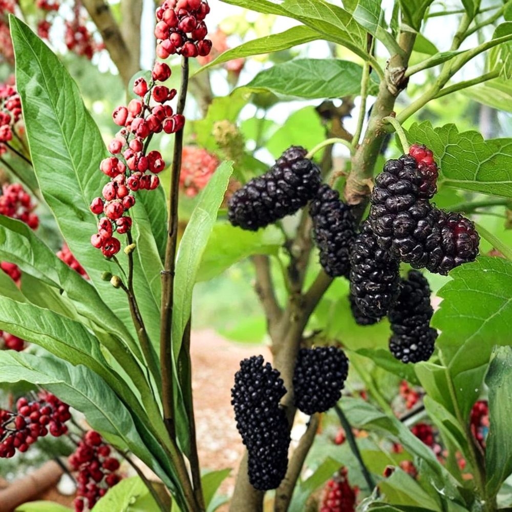 Illinois Everbearing Mulberry – Morus alba × rubra Live Starter Plants | 4–8 Inches Tall | 2 Pack Bare Root Fruit Trees | Sweet Berry Orchard Tree | Easy to Grow
