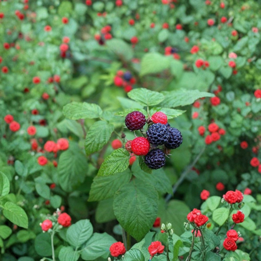 Black Hawk Raspberry – Rubus occidentalis Live Plants | 1–2 Year Old | Set of 2 Sweet Berry Bushes | High Yield Fruit Plant | Garden Ready