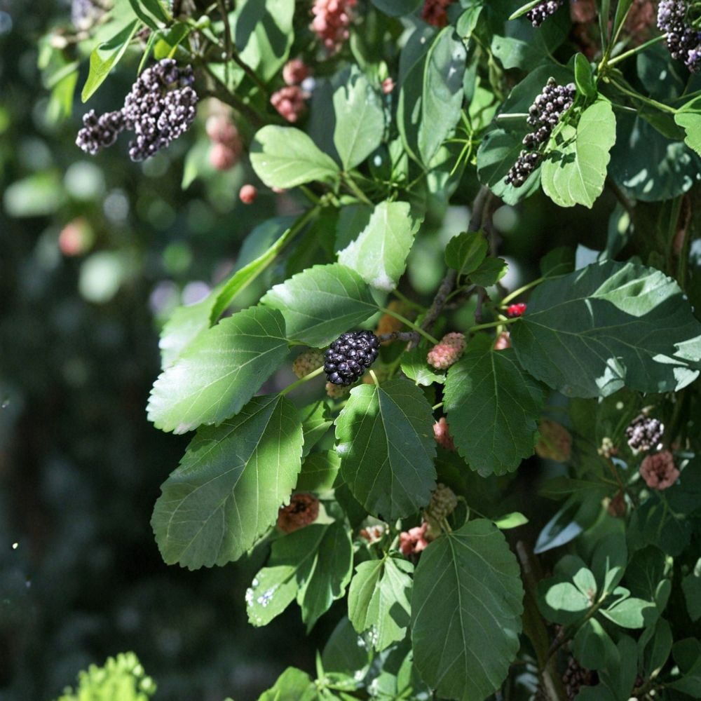 Red Mulberry Tree – Morus rubra Live Seedling | 6–12 Inches Tall | Bare Root Native Fruit Tree | Backyard Orchard & Wildlife Friendly | Easy to Grow