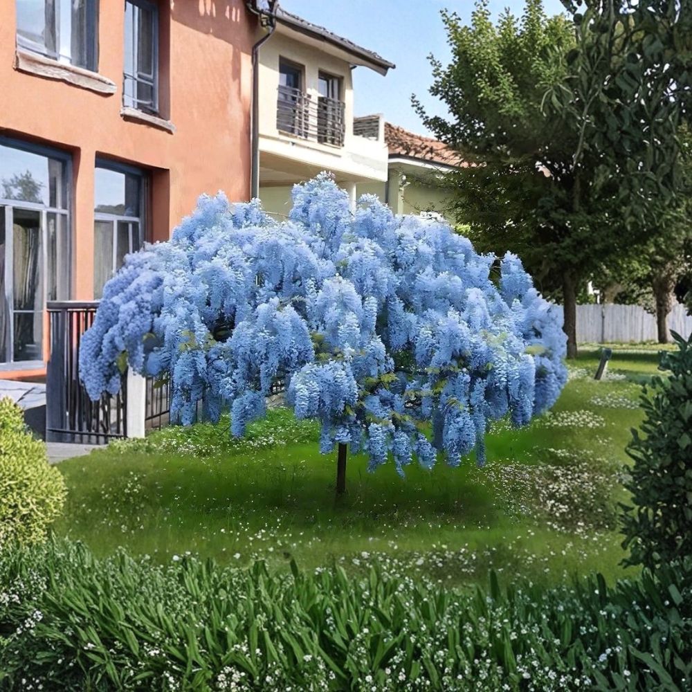 Blue Moon Wisteria Vines – 2 Live Plants 12–18 Inches Tall | Fragrant Blue Cascading Flowers | Fast Growing Climbing Vine | Bare Root