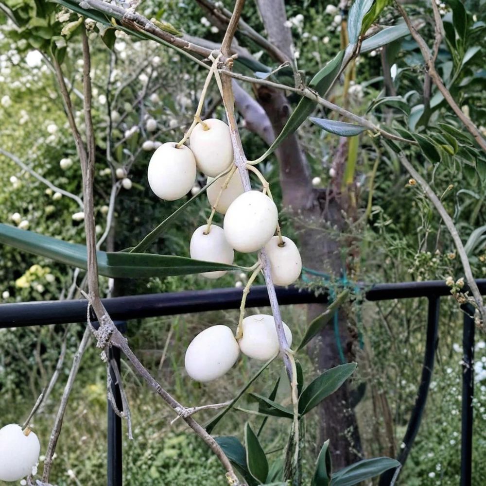 White Olive Tree Seeds – Olea europaea Organic Seeds | 5 Rare Olive Tree Seeds | Mediterranean Fruit Tree Starter | Edible Garden Plant