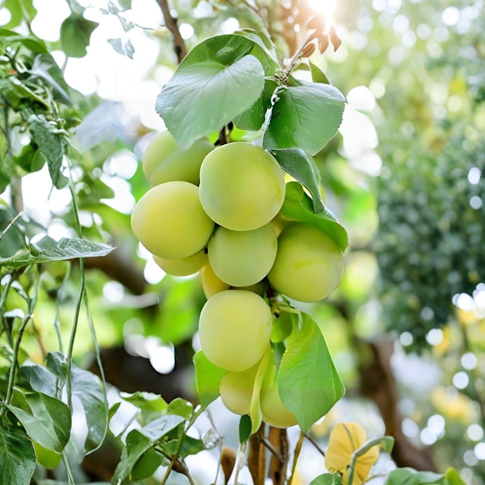 Green Gage Plum Tree – Live Plant 2 Ft Tall | Heirloom Sweet Honey Plum | Bare Root | Backyard Orchard Fruit Tree