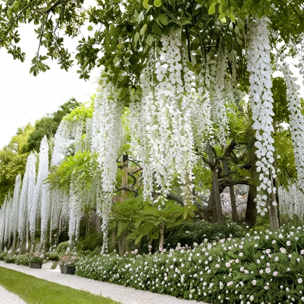 Super Rare White Wisteria Cuttings – 5 Unrooted Vine Cuttings 6–8 Inches | Fragrant White Flower Vine | Climbing Wisteria Garden Plant | Fresh Propagation Cuttings
