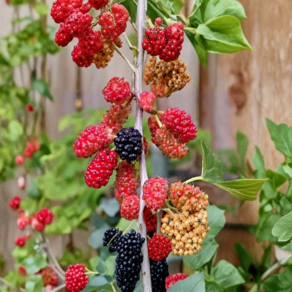 Red Mulberry Tree – Morus rubra Live Plant | 16–24 Inches Tall | Bare Root Native Fruit Tree | Backyard Orchard & Wildlife Friendly | Easy to Grow
