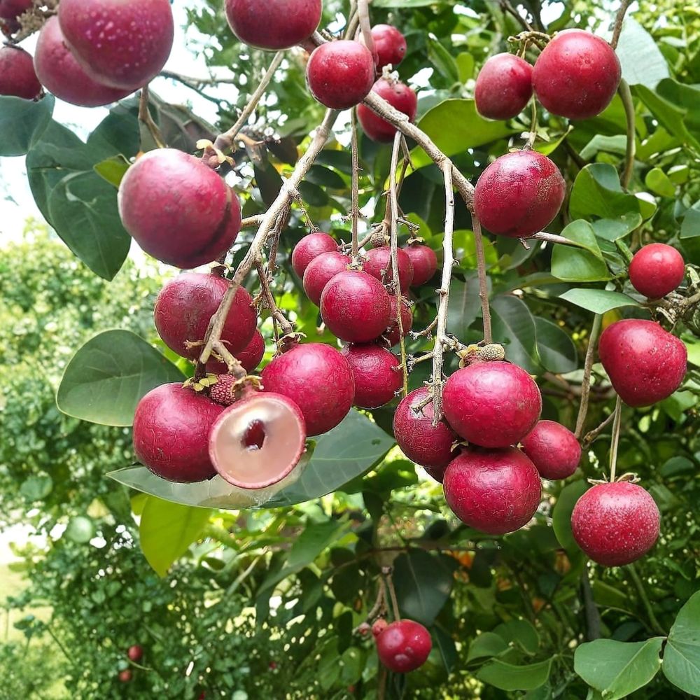 Ruby Longan Tree – Rare Dimocarpus longan Live Plant | 8–12 Inches Tall | Sweet Ruby Longan Variety | Includes Nursery Pot | Tropical Fruit Starter