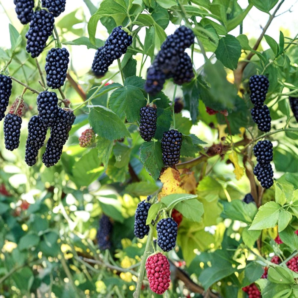 Natchez Blackberry – Rubus Live Plants | 3–6 Inches Tall | Set of 4 Starter Plants in Tray Pots | Thornless Early Fruit Variety | Backyard Berry Garden