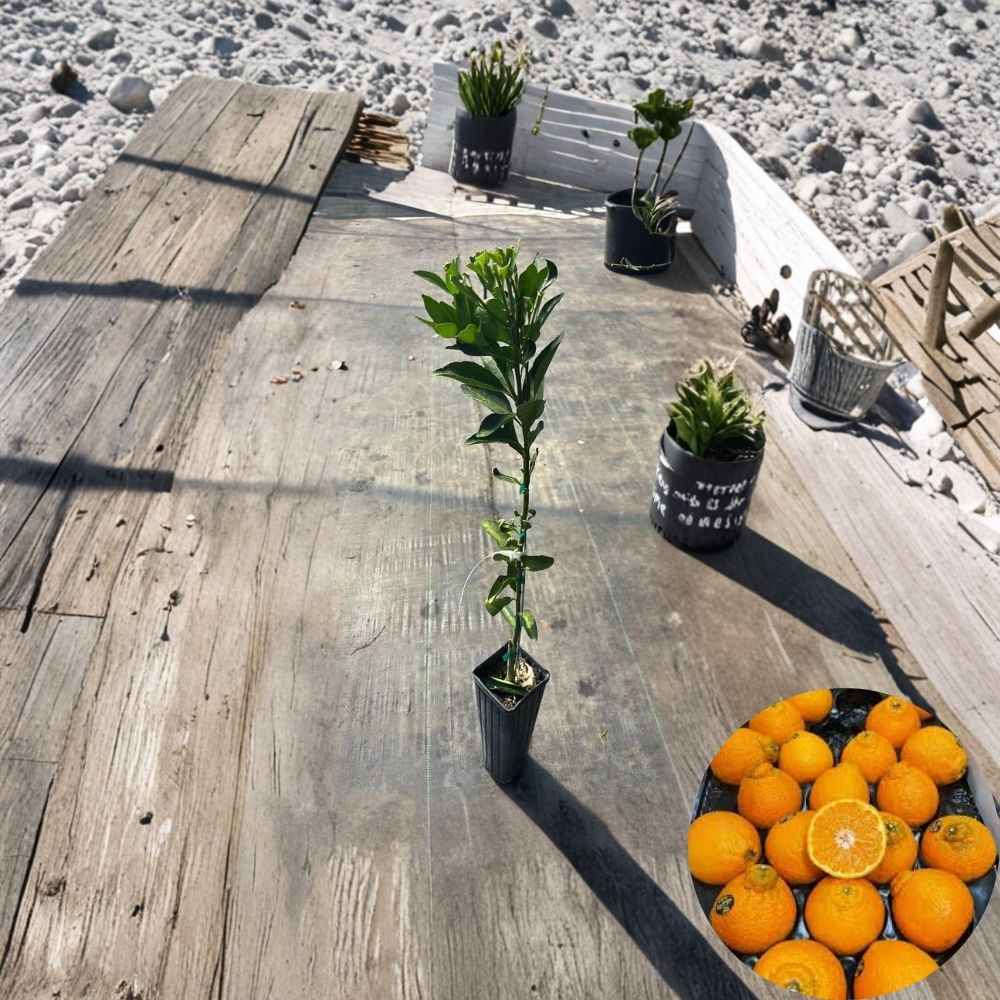 Shiranui (Sumo) Tangerine Tree – Citrus reticulata Grafted Live Plant | 2–3 Feet Tall | 1-Gallon Potted Citrus | Indoor & Outdoor Fruit Tree