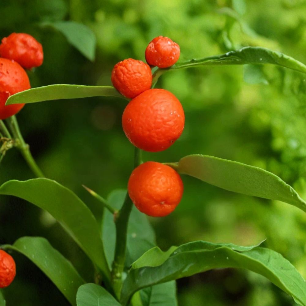 Hong Kong Kumquat Tree – Live Plant 8–12 Inches Tall | Rare Mini Citrus Tree | Includes Nursery Pot | Patio & Container Friendly | Easy to Grow