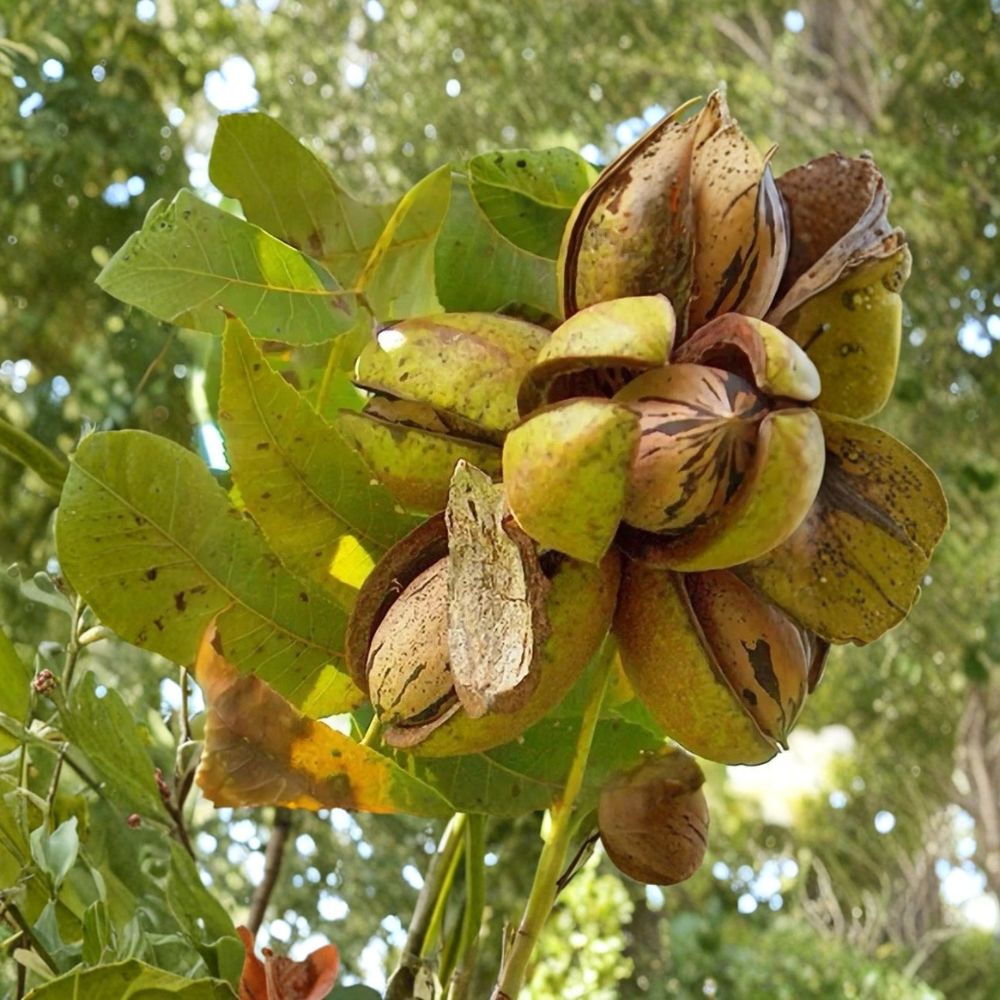 Stewart Pecan Trees – 2 Live Plants 1–2 Ft Tall | Large Sweet Nut Tree | Bare Root | Backyard Orchard & Shade Tree