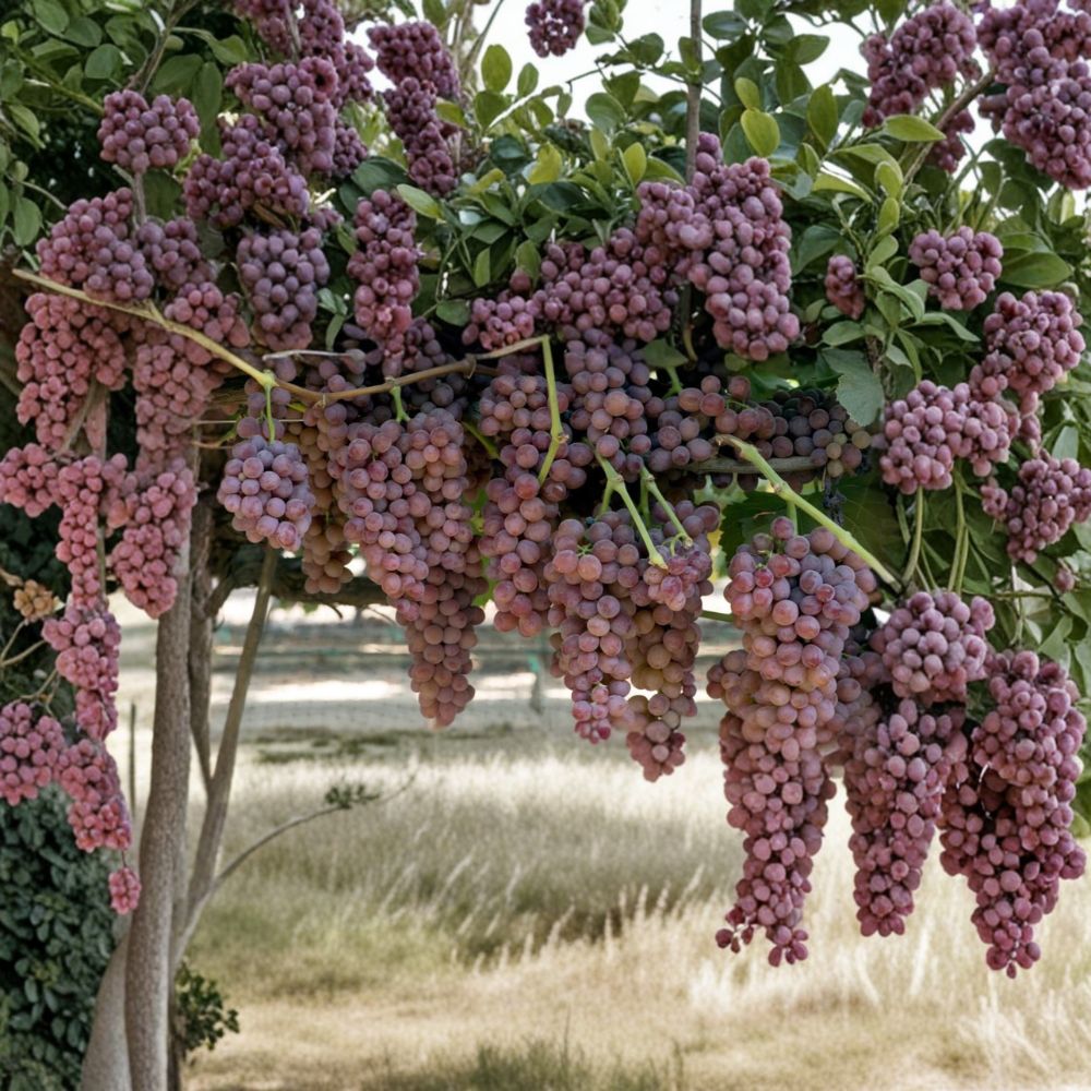Gum Drop Grape Vine – Vitis vinifera Live Organic Plant | 1–2 Feet Tall | Rare Sweet Candy-Flavor Table Grape | Garden & Trellis Friendly