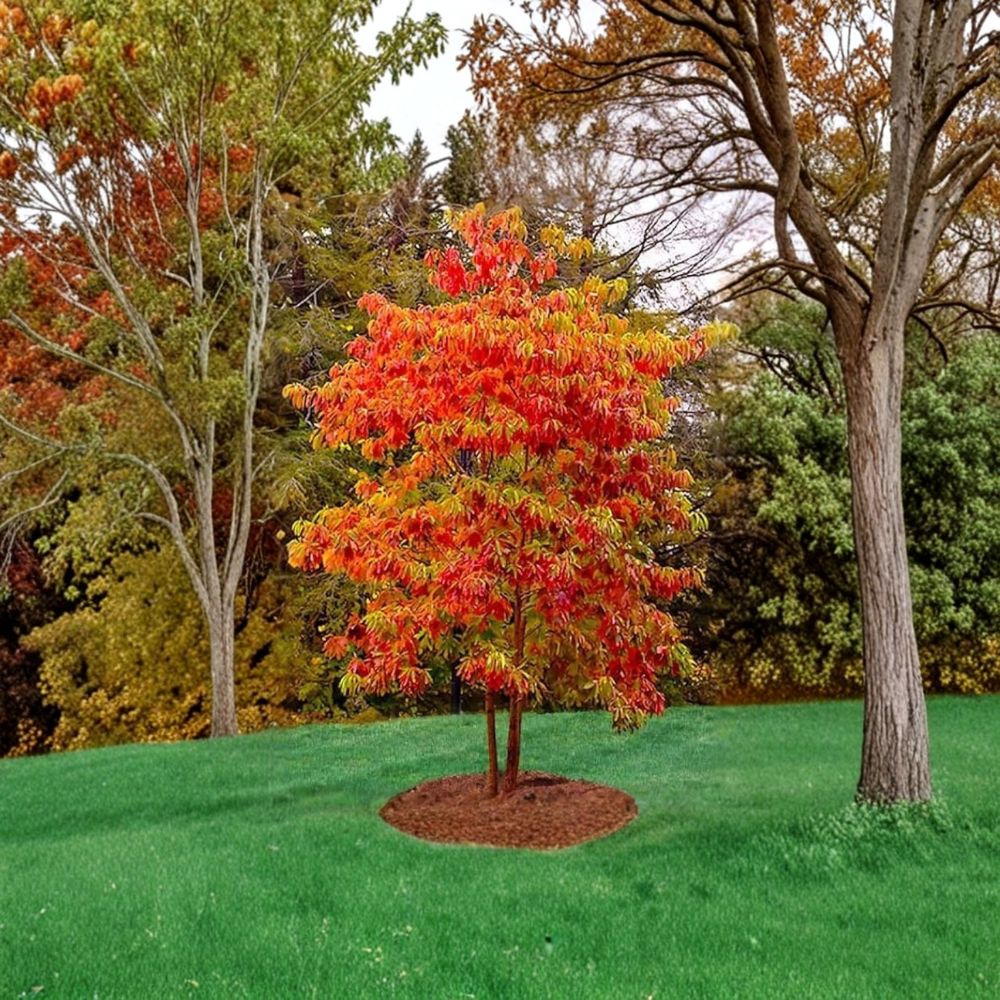 Sourwood Trees – 2 Live Plants 1–2 Ft Tall | Native Flowering Tree | Brilliant Fall Color | Oxydendrum arboreum | Bare Root
