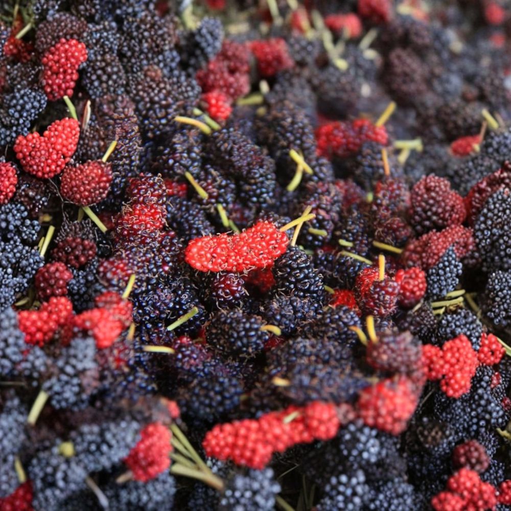 Illinois Everbearing Mulberry Tree – Morus alba × rubra Live Plant | 4–6 Inches Tall | Soil Root Ball Starter | Sweet Fruit Tree | Cold Hardy Garden Grower