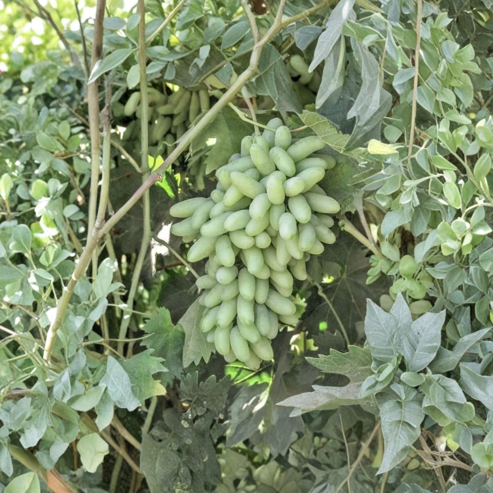 Super Rare Sweet Waterfall Fingers Grape Vine – Live Plant 2–3 Ft Tall | Big Sweet Finger Grapes | Organic Fruit Vine Starter | Backyard Vineyard Plant