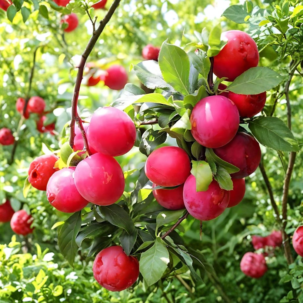 Red June Plum Tree – Live Plant 2 Ft Tall | Early Sweet Red Plum | Fast Fruiting Tree | Bare Root | Backyard Orchard Ready