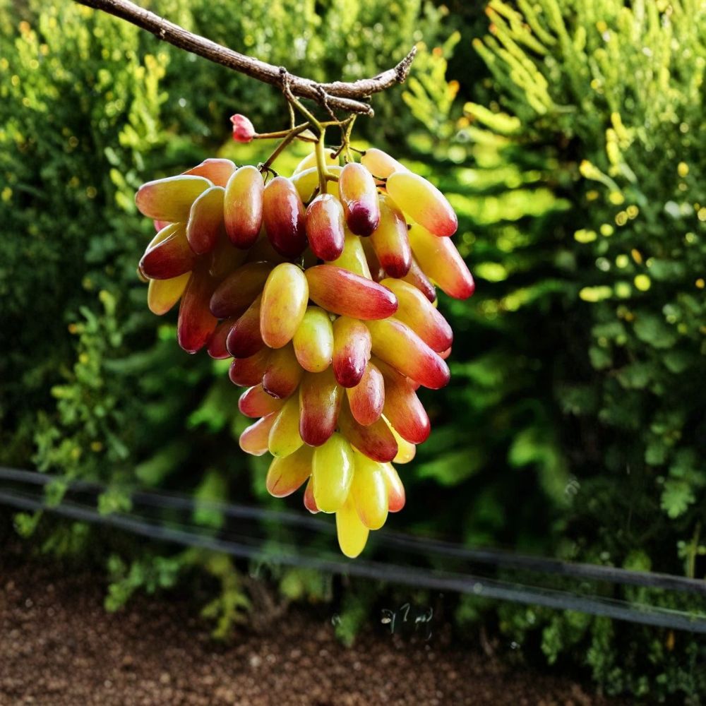 Halloween Fingers Grape Vine – Vitis vinifera Live Plant | 1–2 Ft Tall | Rare Manicure Finger Grape Plant | Sweet Table Grape for Patio or Garden