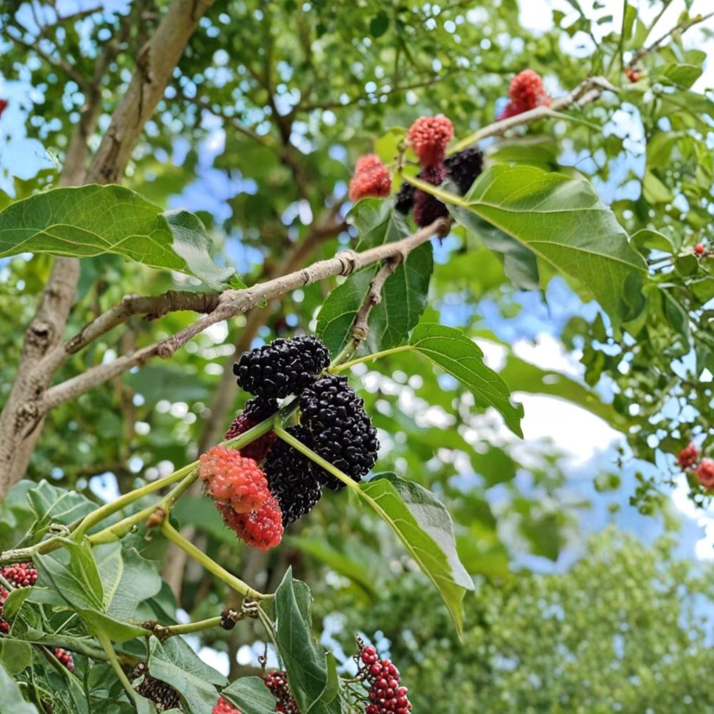 Illinois Everbearing Mulberry Tree – Morus alba × rubra Live Starter Plant | 4–6 Inches Tall | Soil Root Ball | Sweet Fruit Tree | Cold Hardy Garden Grower