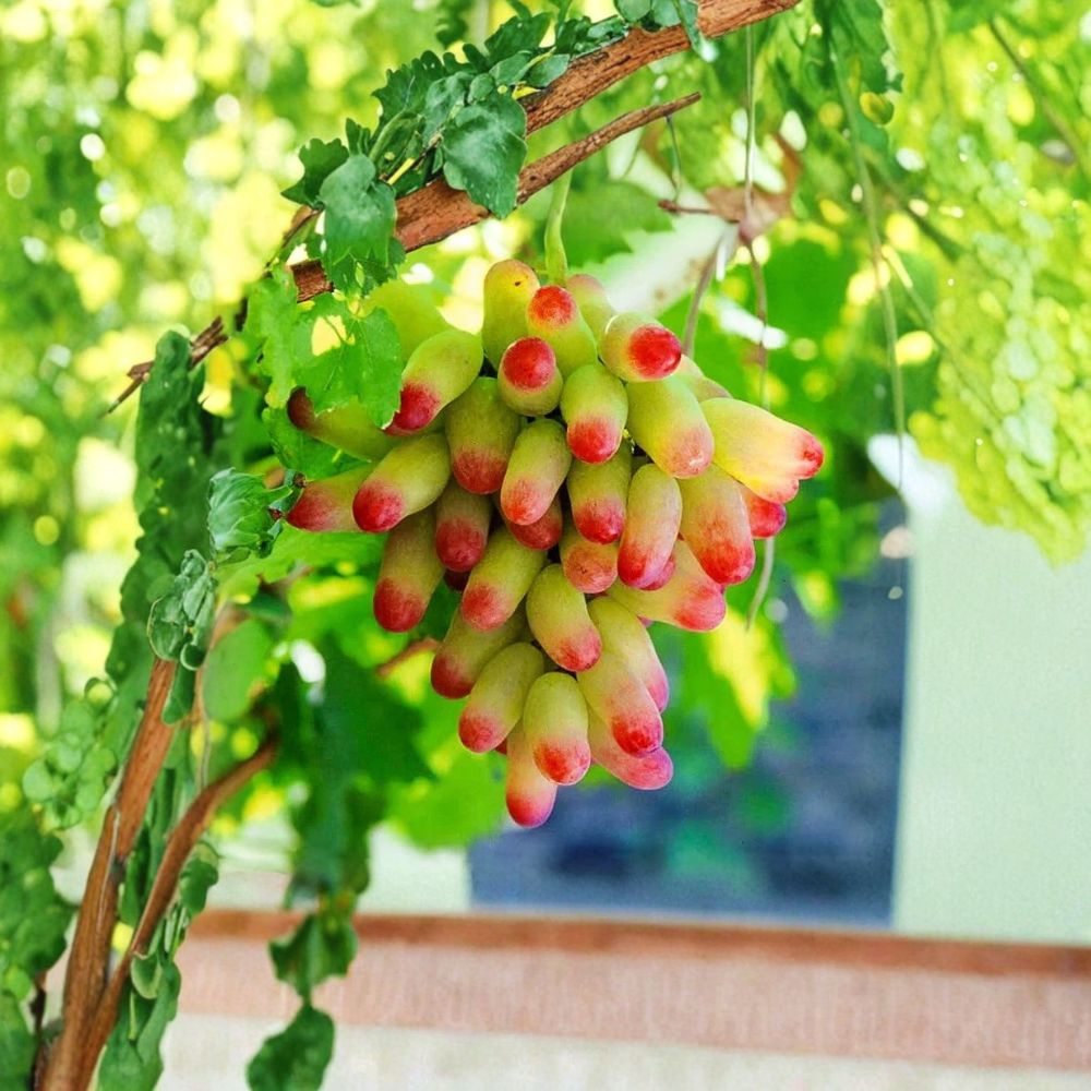 Very Rare Halloween Fingers / Manicure Grape Vine – Live Plant 2–3 Ft Tall | Big Sweet Finger Grapes | Organic Fruit Vine Starter | Backyard Vineyard Plant