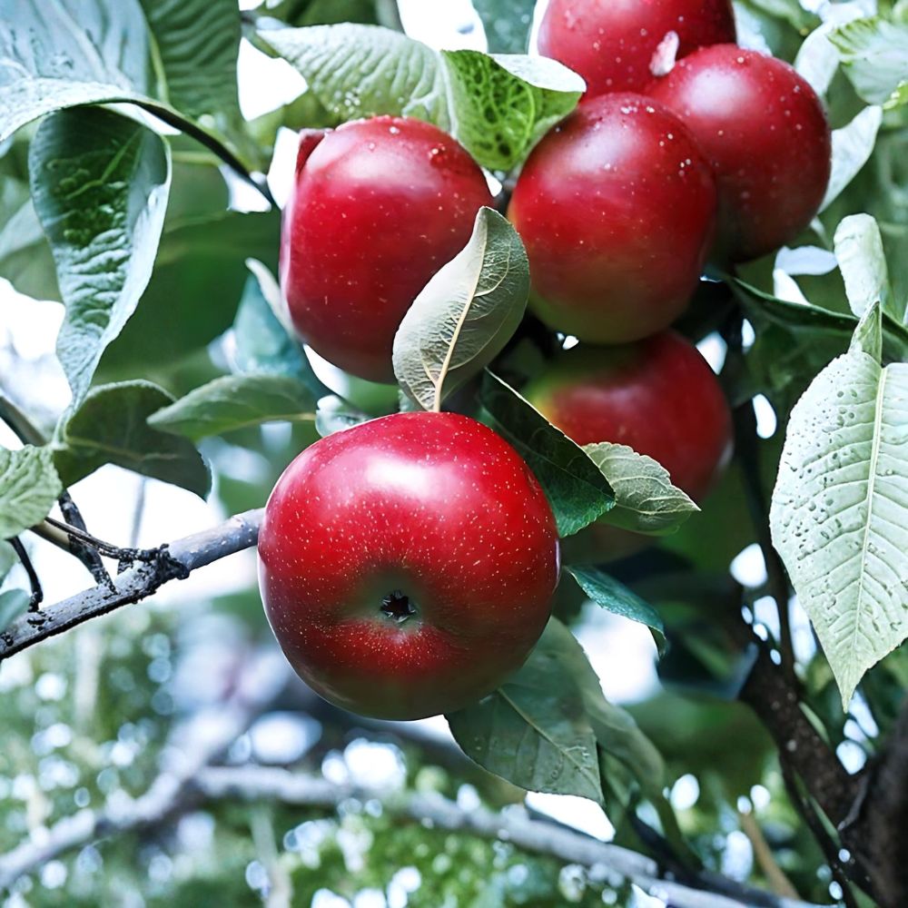 Red Delicious Apple Tree – Live Plant 2 Ft Tall | Classic Sweet Red Apple | Bare Root | Backyard Orchard Fruit Tree