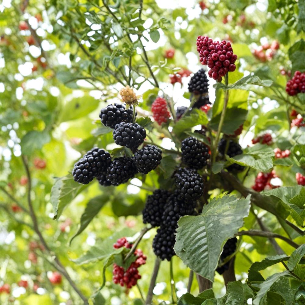 Prime-Ark 45 Blackberry – Rubus ‘Prime-Ark® 45’ Live Plants | 1–2 Year Old | Set of 2 Thornless Primocane Berry Bushes | High Yield Fruit | Garden Ready