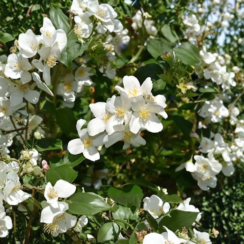 Mock Orange Bushes – 2 Live Plants 12–18 Inches Tall | Fragrant White Blooms | Philadelphus coronarius | Garden Hedge & Border Shrub