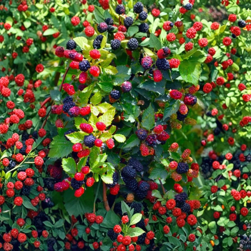 Apache Thornless Blackberry – Rubus fruticosus Live Starter Plugs | 3–6 Inches Tall | Set of 10 Bare Root Plants | Large Sweet Berry Bush | Garden Ready