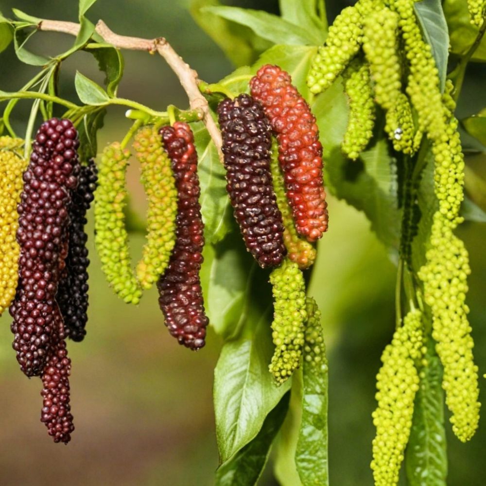 Pakistan Mulberry – Morus macroura Live Starter Plants | 6–8 Inches Tall | 2 Pack Sweet Long Fruit Trees | Backyard Orchard & Edible Garden | Easy to Grow