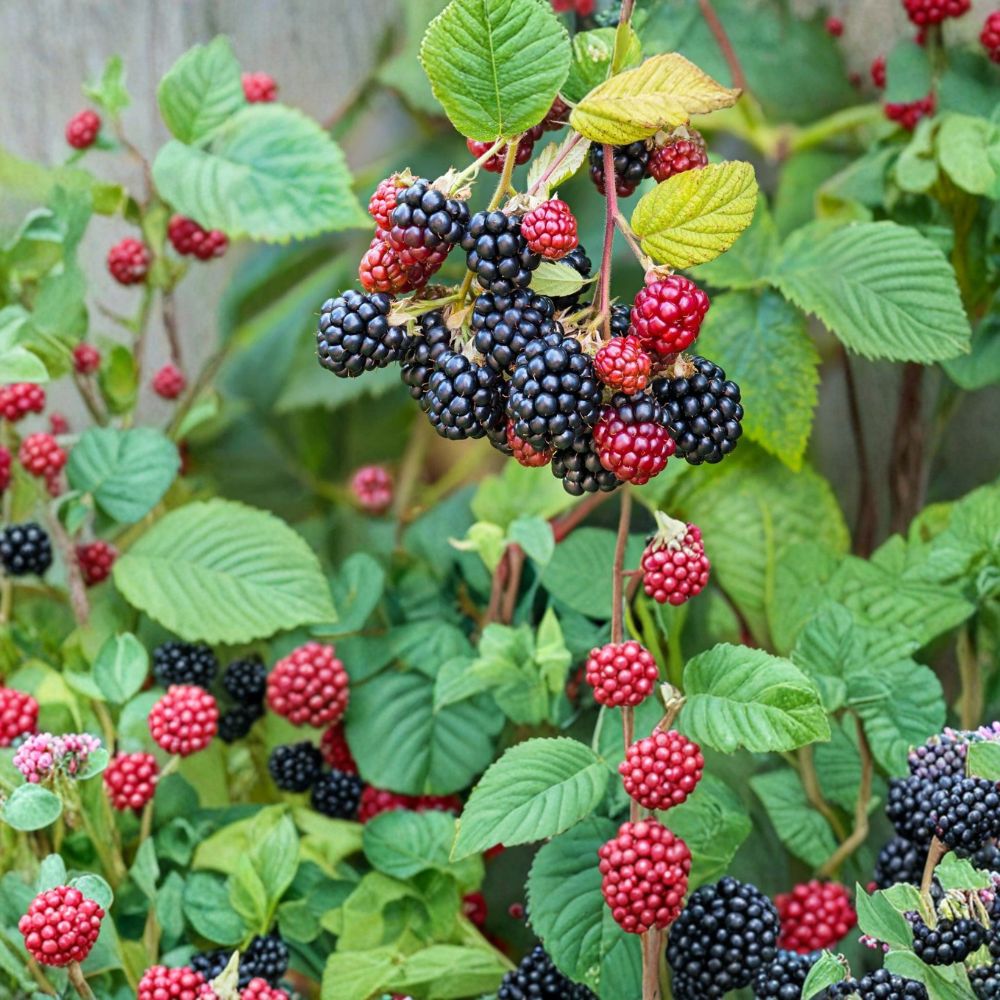 Southern Wild Blackberry Plants – Rubus Live Bare Root Bushes | 1–2 Feet Tall | Set of 3 Wild Harvested Berry Plants | Edible Fruit Garden Starter