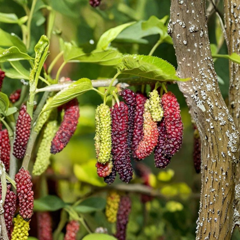Pakistan Mulberry – Morus macroura Live Starter Plants | 6–8 Inches Tall | 2 Pack Bare Root Fruit Trees | Sweet Long Mulberries | Backyard Orchard Friendly