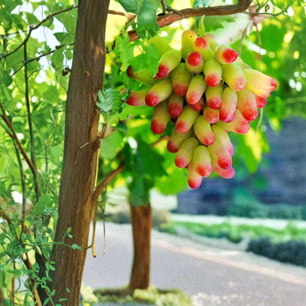 Very Rare Halloween Fingers / Manicure Grape Vine – Live Plant 1–2 Ft Tall | Big Sweet Finger Grapes | Organic Fruit Vine Starter | Backyard Vineyard Plant