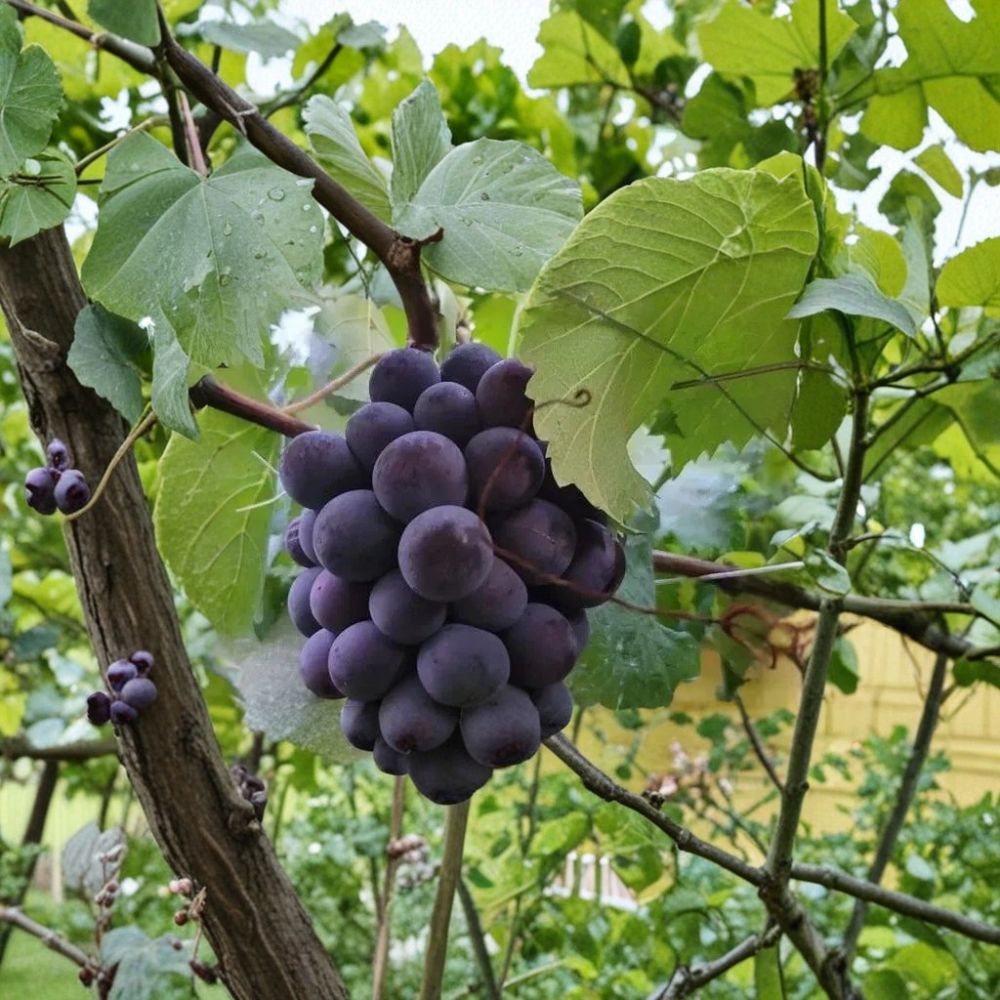 Japanese Pione Grape Vine – Vitis vinifera Live Plant | 2–3 Ft Tall Rare Sweet Black Grape | Premium Japanese Table Grape | Organic Patio & Backyard Vine
