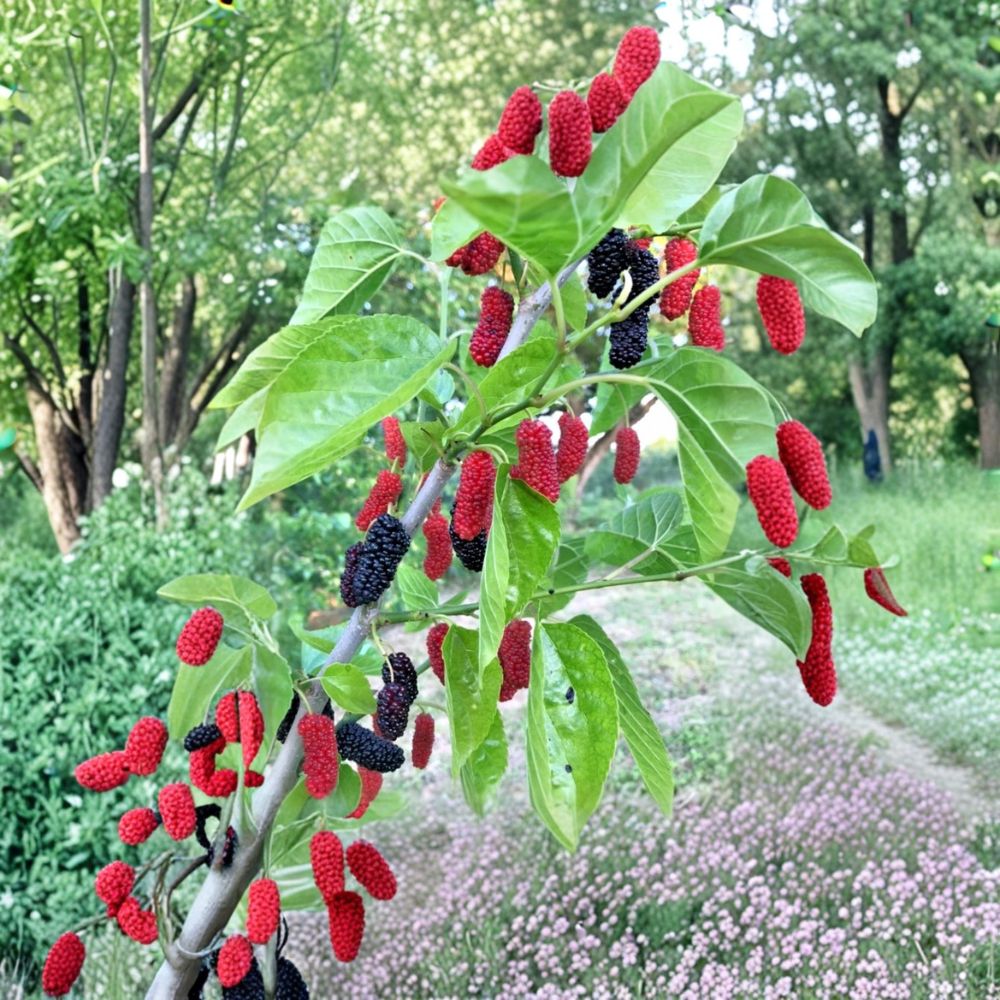 Illinois Everbearing Mulberry – Morus alba × rubra Live Starter Plants | 4–8 Inches Tall | 2 Pack Hardy Fruit Trees | Backyard Orchard & Edible Garden | Easy to Grow