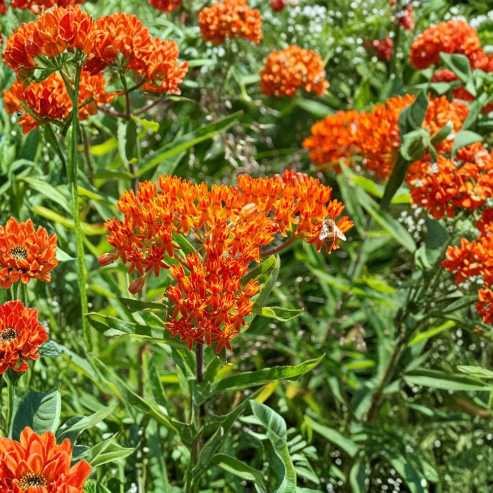 Butterfly Weed – Asclepias tuberosa Live Bare Root Plant | Native Pollinator Perennial | Bright Orange Milkweed Flower | Monarch Butterfly Garden