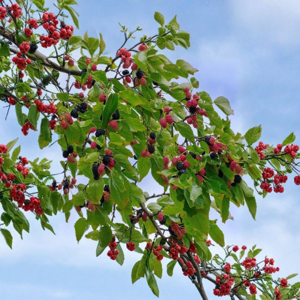Dwarf Everbearing Mulberry – Morus nigra Live Starter Plants | 4–6 Inches Tall | 3 Pack Rooted Berry Trees | Patio & Container Friendly | Easy to Grow