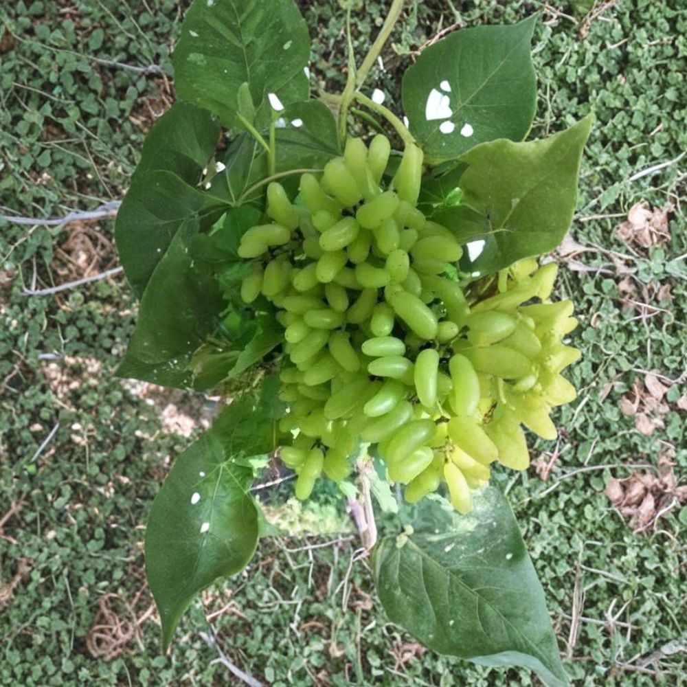 Waterfall Fingers Grape Vine – Vitis vinifera Live Plant | 1–2 Ft Tall Rare Finger Grape Variety | Sweet Organic Table Grape | Patio & Backyard Vine
