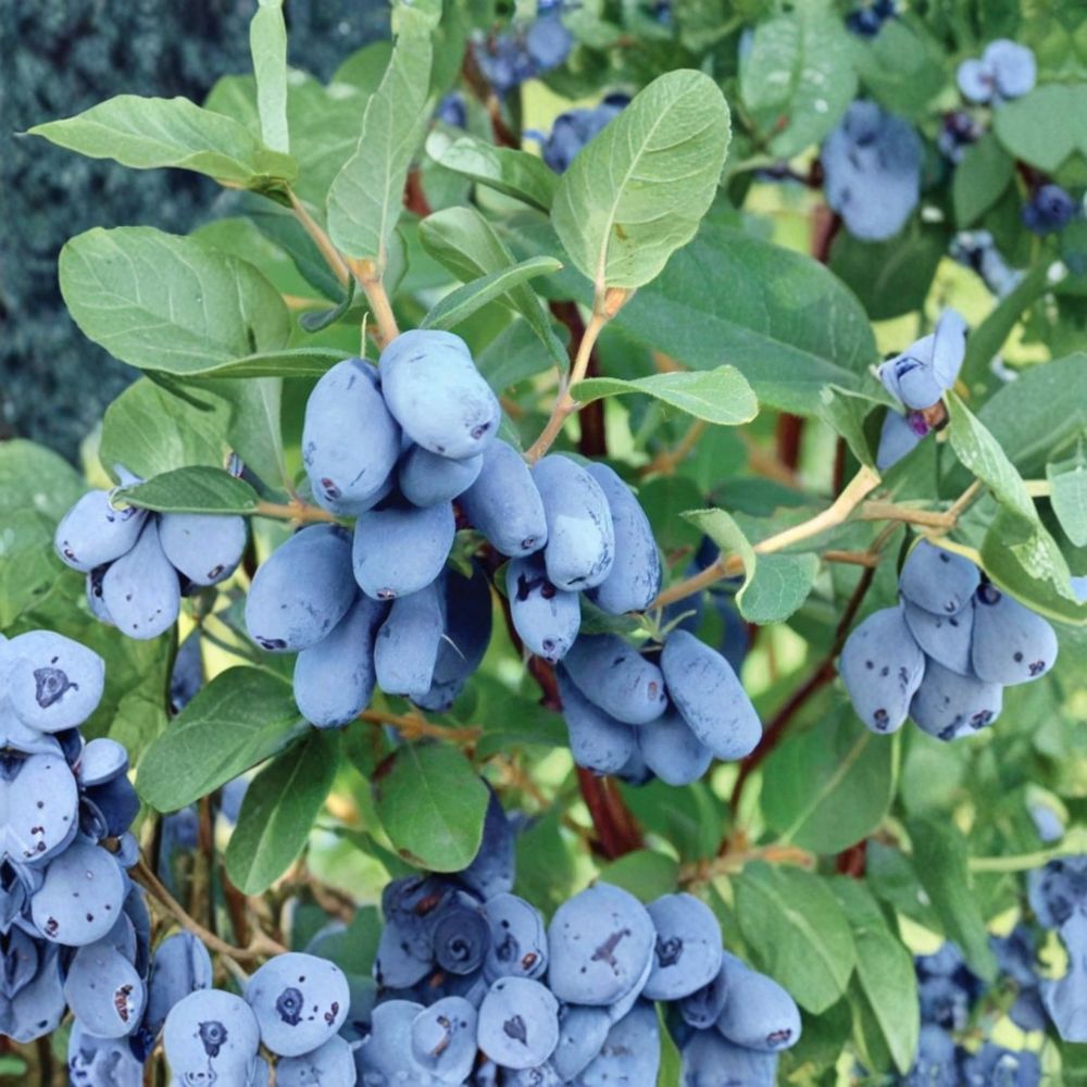 Boreal Blizzard Honeyberry – Lonicera caerulea Live Plant | 3-Year-Old Gallon Grown | Cold Hardy Haskap Berry Bush | Dormant Fruit Shrub for Home Gardens | Early Harvest Berry