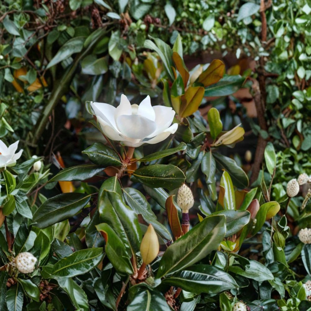 Magnolia ‘Little Gem’ – Rare Magnolia Cuttings | 3 Fresh Unrooted Cuttings | Evergreen Southern Magnolia | Cuttings for Rooting or Grafting