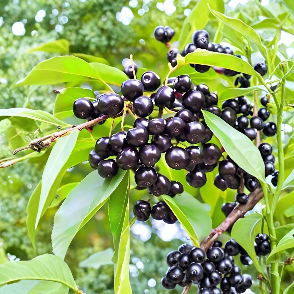 Wild Black Cherry Trees – 2 Live Plants 2 Ft Tall | Prunus serotina Native Fruit Tree | Wildlife Friendly | Bare Root