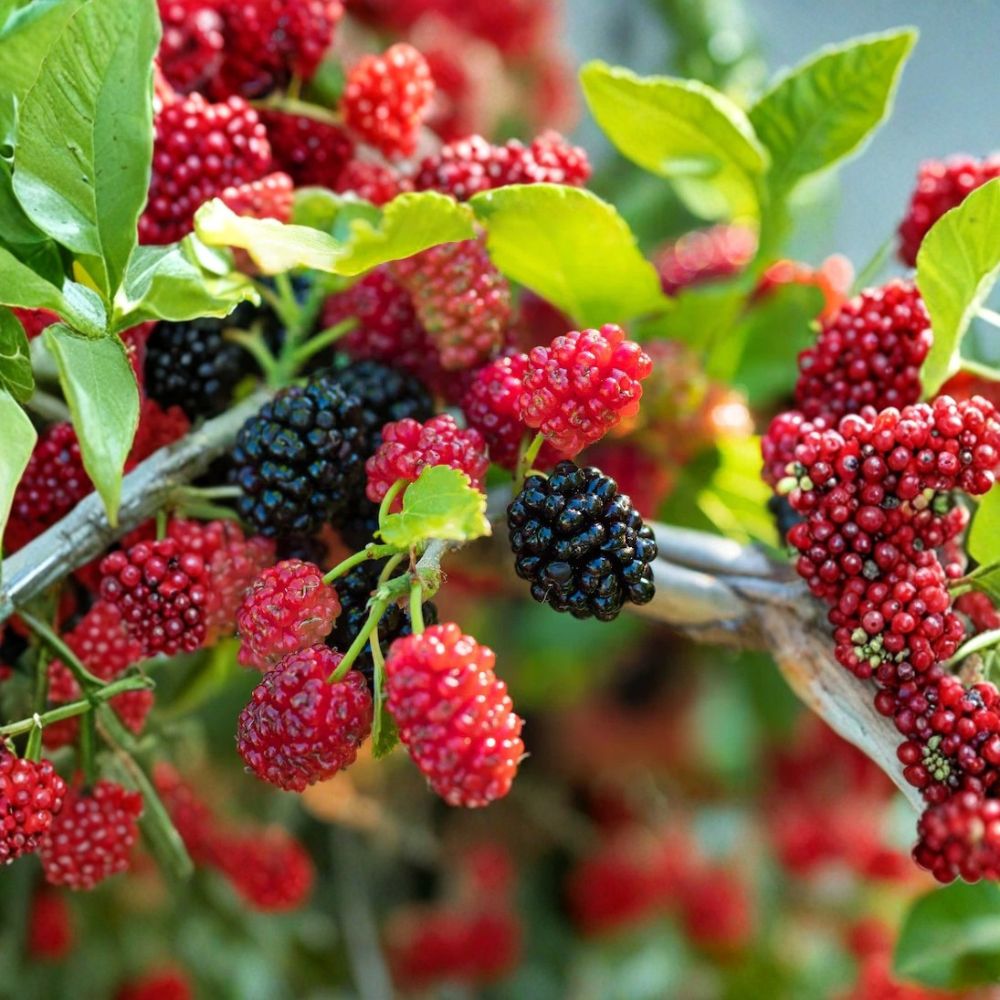 Everbearing Mulberry Tree – Morus nigra Live Seedling | Bare Root Fruit Tree Starter | Fast Growing Edible Berry Tree | Backyard Orchard Friendly | Easy to Grow
